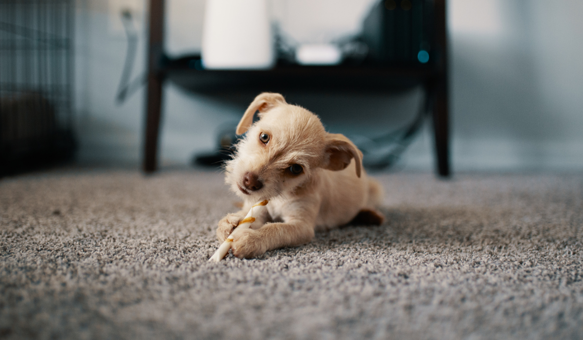 Can carpet cleaning remove all types of stains and odors in Toowong?