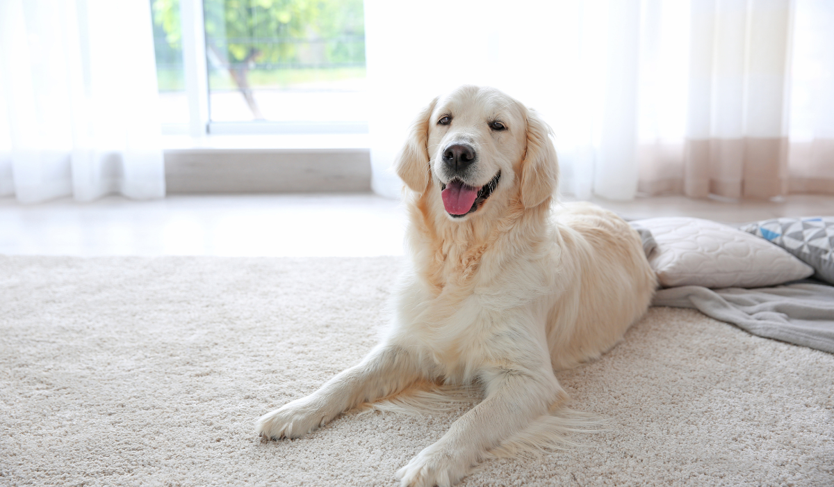 Can carpet cleaning remove all types of stains from wool carpets in Woolloongabba?
