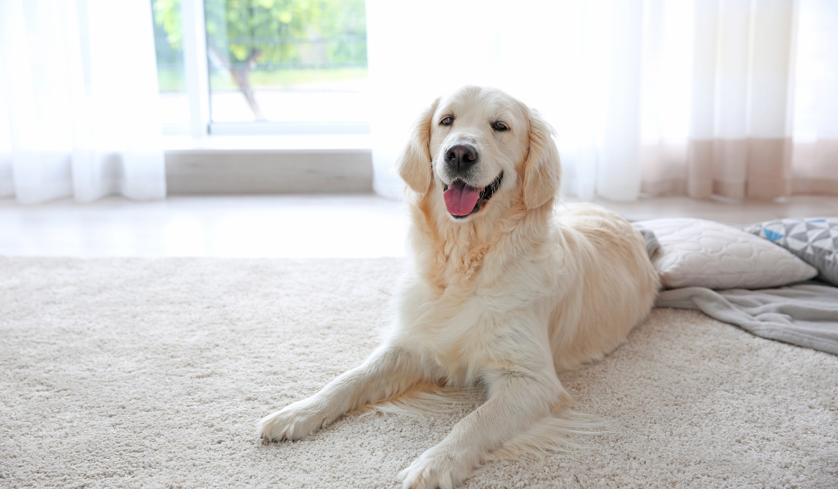 What is the average cost of carpet cleaning services in Woody Point?